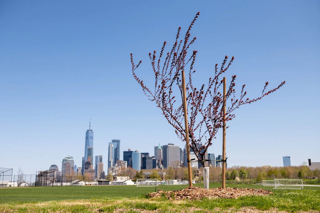 The Open Orchard on Governor's Island