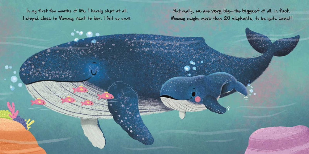 Nature Stories: Little Whale